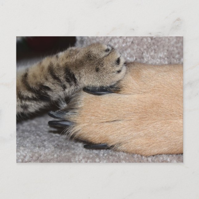 Shirley Taylor Best Friends Forever Vykort (Framsida)