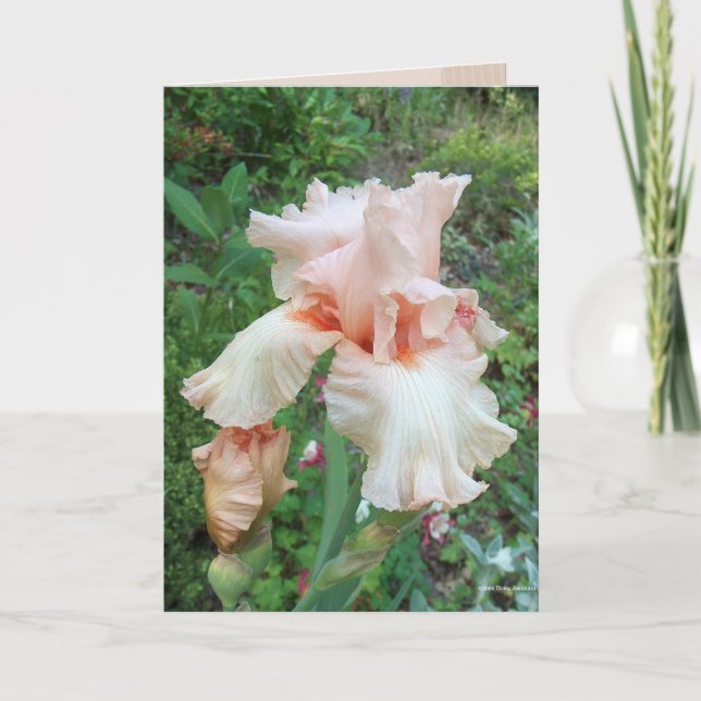 Shirleys Iris Kort (Framsida)
