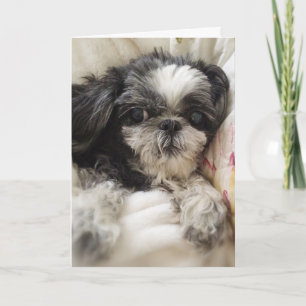 Shitzu Girl Greeting Card Kort