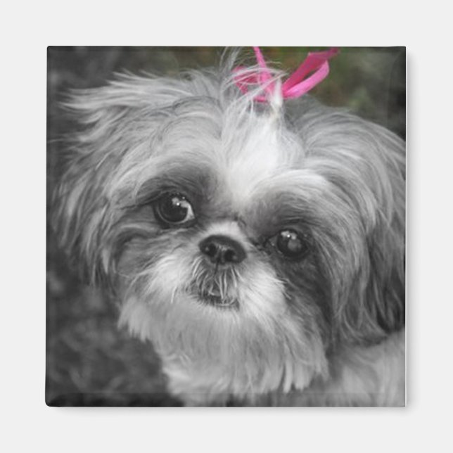 Shitzu Hund Square Magnet (Framsidan)