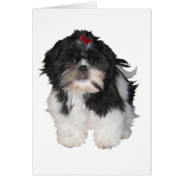 Shitzu Shih Tzu Puppy Hundar Hälsningskort (Framsidan)