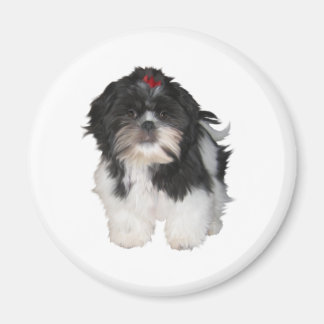 Shitzu Shih Tzu Puppy Hundar Magnet