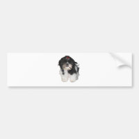 Shitzu Shih Tzu Valpar Hundar