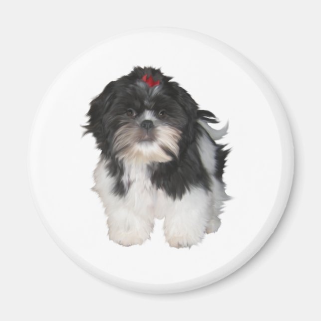Shitzu Shih Tzu Valpar Hundar Magnet (Framsidan)