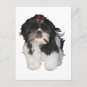 Shitzu Shih Tzu Valpar Hundar Vykort