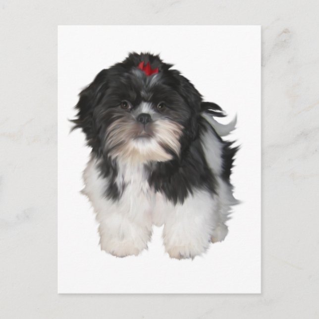 Shitzu Shih Tzu Valpar Hundar Vykort (Framsida)
