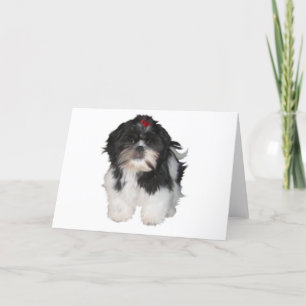 Shitzu Shih Tzu valphundar Kort