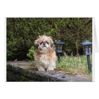 shitzui hälsningskort