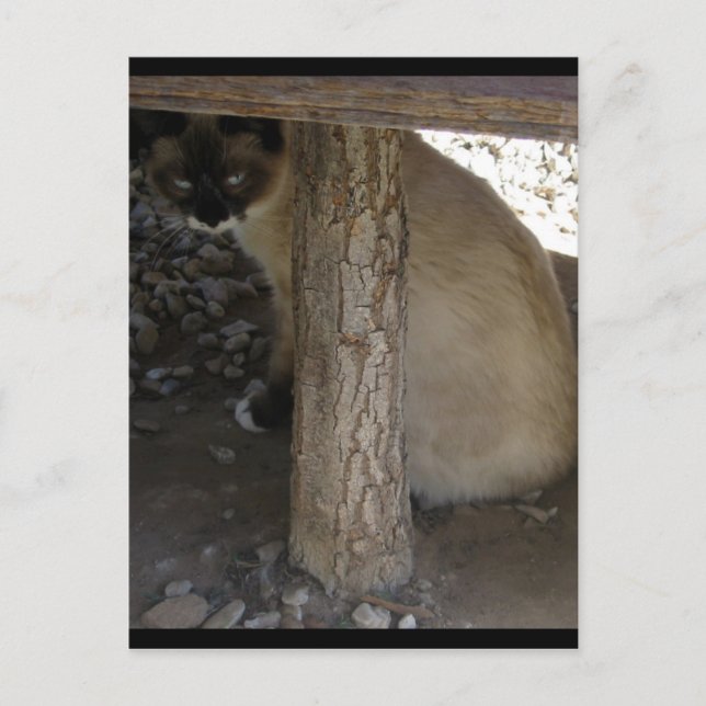 Shiva Snöskoskor Vykort (Framsida)