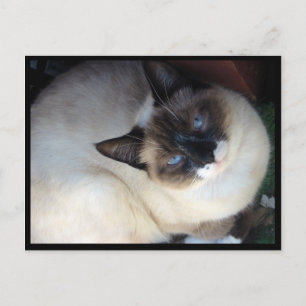 Shiva the Snowshoe Vykort