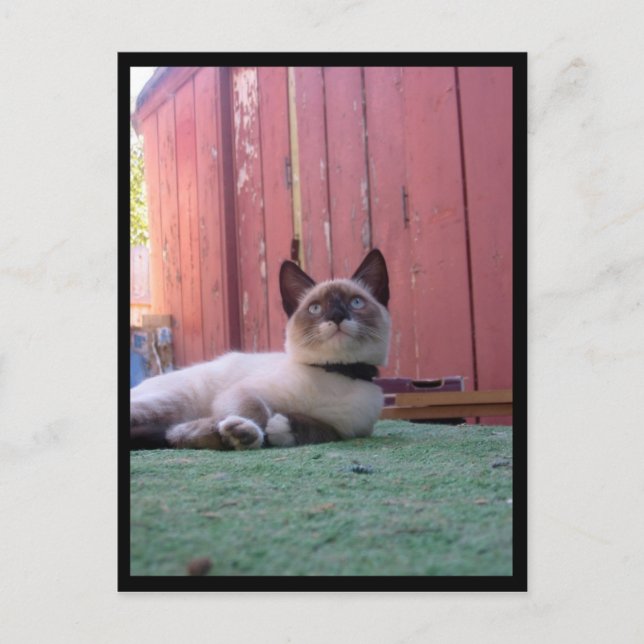 Shiva the Snowshoe Vykort (Framsida)