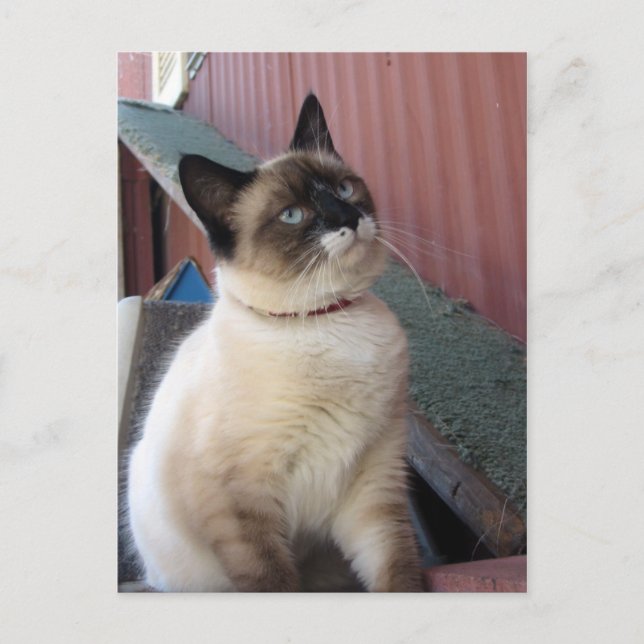 Shive the Snowshoe Vykort (Framsida)