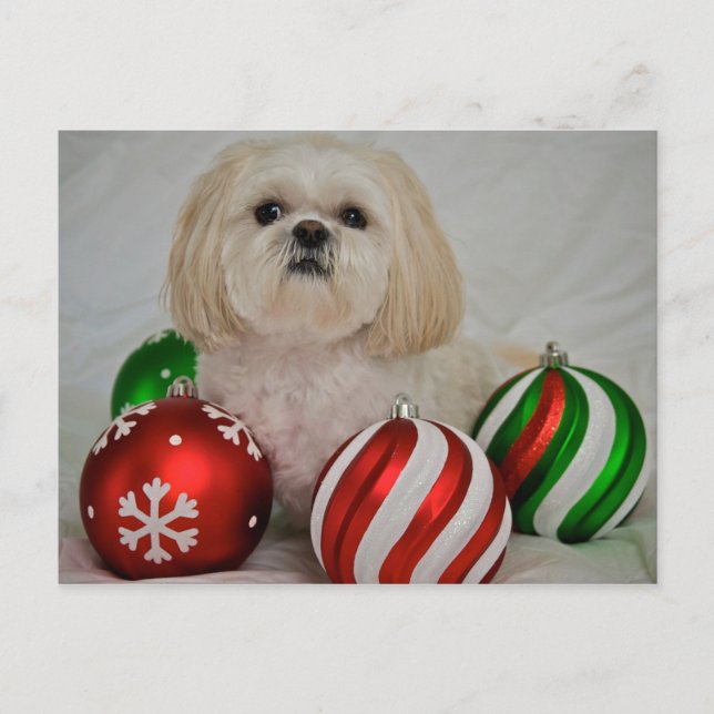 Shiz Tzu med dekorationen christmas Helg Vykort (Framsida)