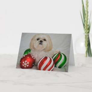 Shiz Tzu med dekorationen christmas Helgkort