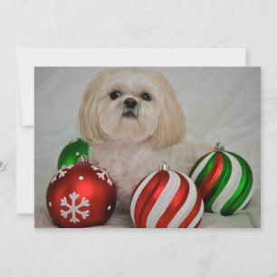 Shiz Tzu med dekorationen christmas Julkort