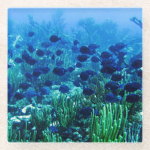 Shoal of Blue Discus Fish