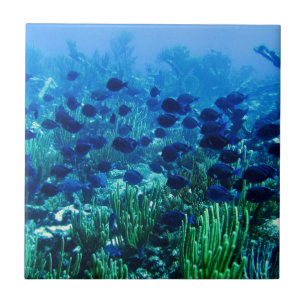 Shoal of Blue Discus Fish Kakelplatta