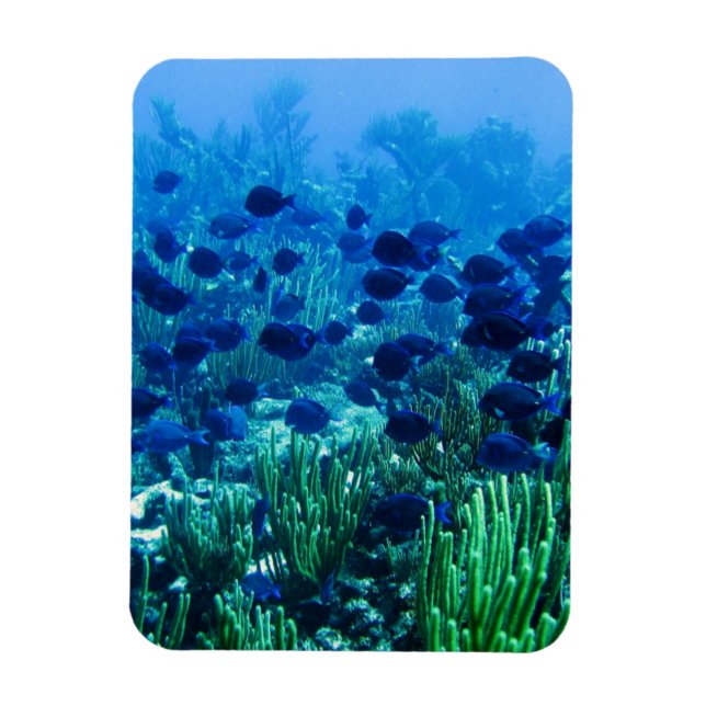 Shoal of Blue Discus Fish Magnet (Vertikal)
