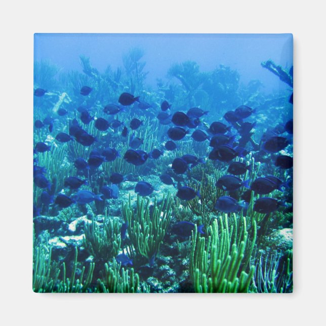 Shoal of Blue Discus Fish Magnet (Framsidan)