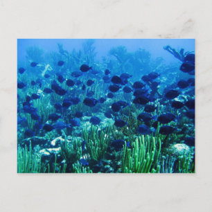 Shoal of Blue Discus Fish Vykort