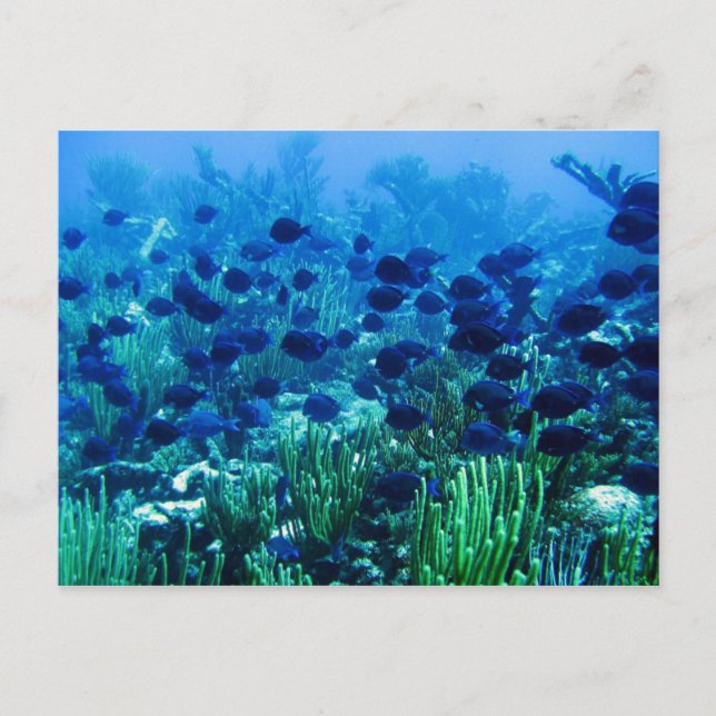 Shoal of Blue Discus Fish Vykort (Framsida)