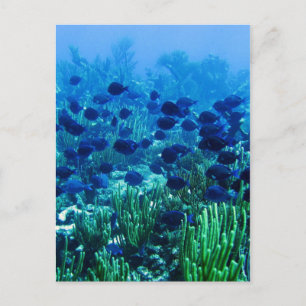 Shoal of Blue Discus Fish Vykort