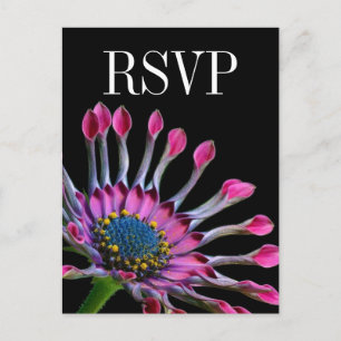 Shock rosa African Daisy Bröllop OSA Postcard Inbjudan Vykort