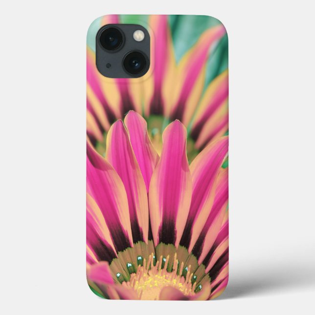 shock rosa afrikansk Daisy (Baksida)