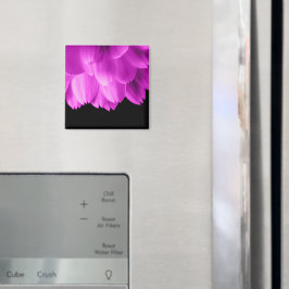 Shock rosa-blommor på svart magnet