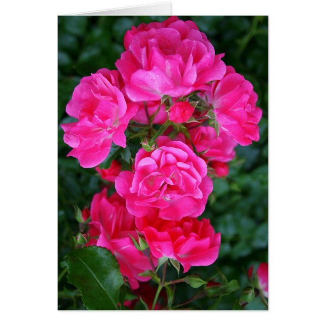 Shock rosa Bouquet Hälsningskort (Framsidan)