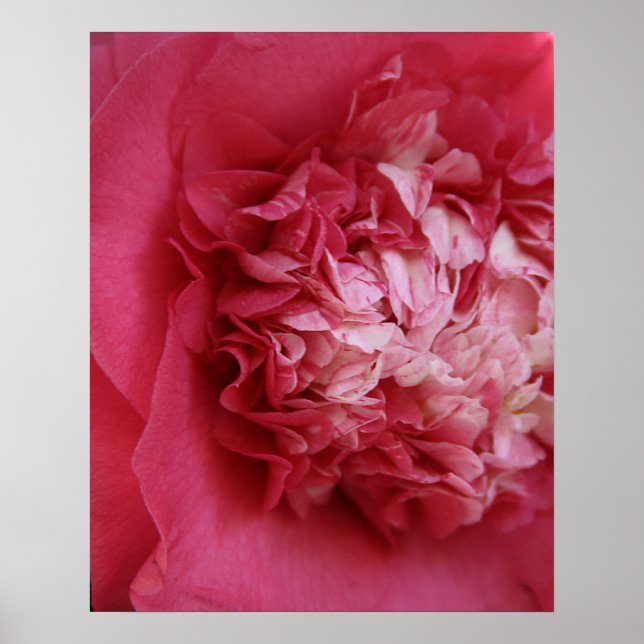 Shock rosa Camellia Poster (Framsidan)