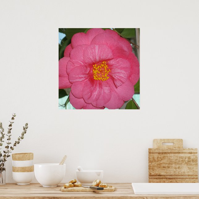 Shock rosa Camellia som växer på A Träd, Poster (Kök)