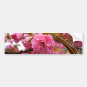 Shock rosa Cherry Blommar Flowers Bildekal