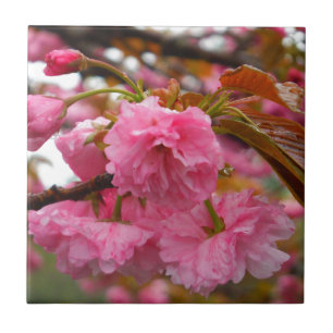 Shock rosa Cherry Blommar Flowers Kakelplatta