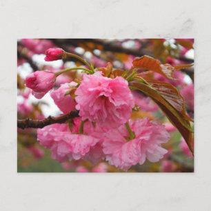Shock rosa Cherry Blommar Flowers Vykort