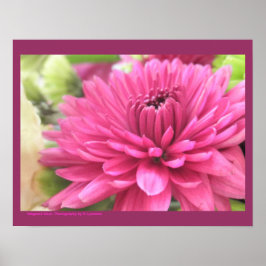 Shock rosa Chrysanthemum Flower Morsa Flowers Phot Poster