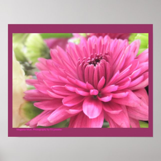 Shock rosa Chrysanthemum Flower Morsa Flowers Phot Poster (Framsidan)