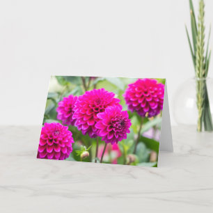 Shock rosa Dahlia Pompom Flowers Kort