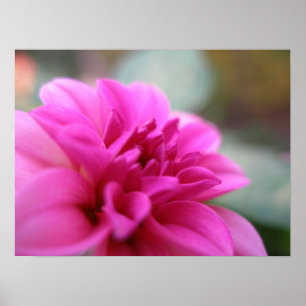 Shock rosa Dahlia Poster