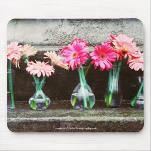 Shock rosa Daisy i Vas Musmatta