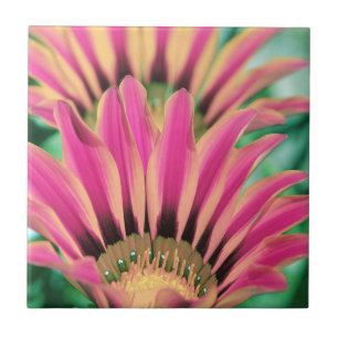 Shock rosa Daisy Petals Kakelplatta