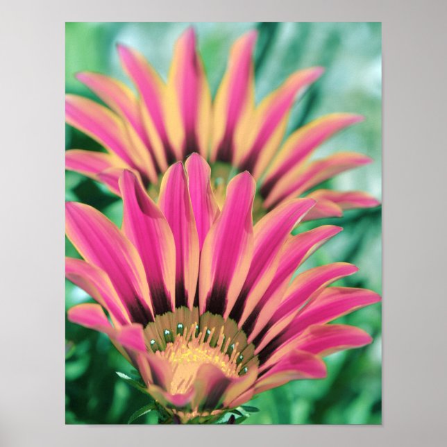 Shock rosa Daisy Petals Poster (Framsidan)