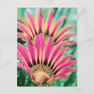 Shock rosa Daisy Petals Vykort