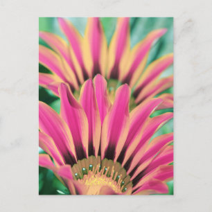 Shock rosa Daisy Petals Vykort