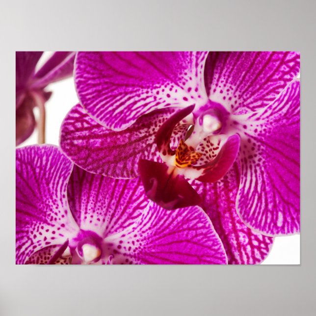 Shock rosa Dendrobium Orchid - Orchids Background Poster (Framsidan)