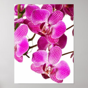 Shock rosa Dendrobium Orchid - Orchids Background Poster