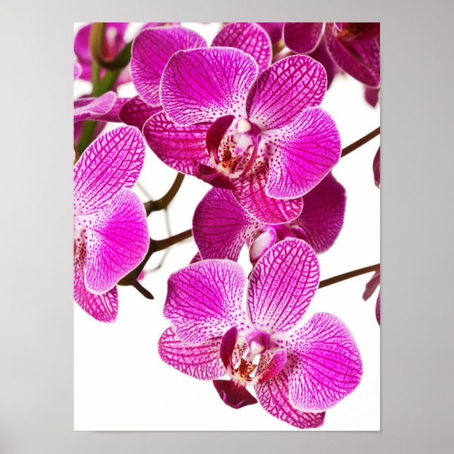 Shock rosa Dendrobium Orchid - Orchids Background Poster (Framsidan)