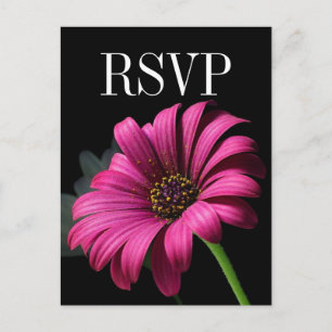 Shock rosa Gerber Daisy Bröllop OSA vykort