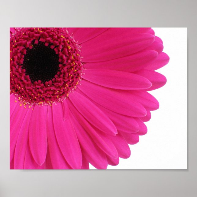 Shock rosa Gerbera Daisy Close-up Poster (Framsidan)