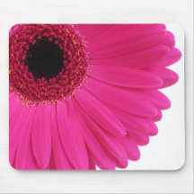 Shock rosa Gerbera